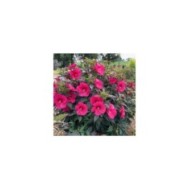 Hibiscus moscheutos Pink Passion (Globe Planter)