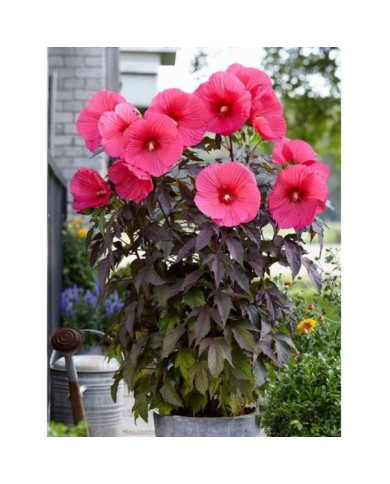 Hibiscus moscheutos Pink Passion (Globe Planter)