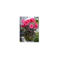 Hibiscus moscheutos Pink Passion (Globe Planter)