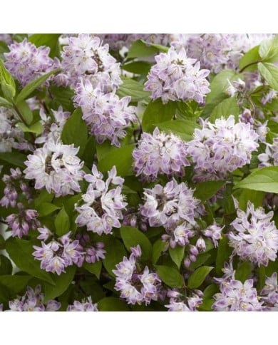 Deutzia Raspberry Sundae 'Low 18' (Globe Planter)