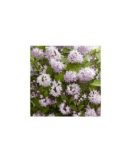 Deutzia Raspberry Sundae 'Low 18' (Globe Planter)