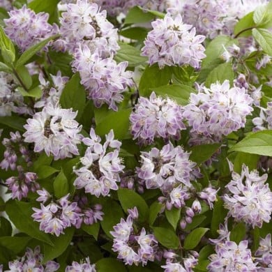 Deutzia Raspberry Sundae 'Low 18' (Globe Planter)