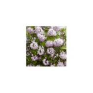 Deutzia Raspberry Sundae 'Low 18' (Globe Planter)