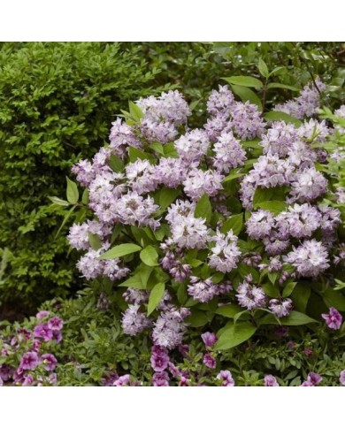 Deutzia Raspberry Sundae 'Low 18' (Globe Planter)