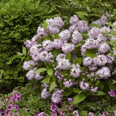Deutzia Raspberry Sundae 'Low 18' (Globe Planter)
