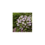Deutzia Raspberry Sundae 'Low 18' (Globe Planter)