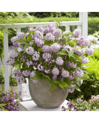 Deutzia Raspberry Sundae 'Low 18' (Globe Planter)