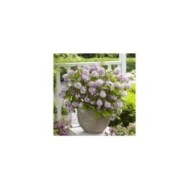 Deutzia Raspberry Sundae 'Low 18' (Globe Planter)