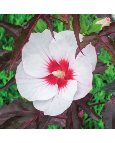 Hibiscus moscheutos Jolly Heart (Globe Planter)