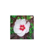 Hibiscus moscheutos Jolly Heart (Globe Planter)