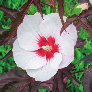 Hibiscus moscheutos Jolly Heart (Globe Planter)