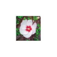 Hibiscus moscheutos Jolly Heart (Globe Planter)