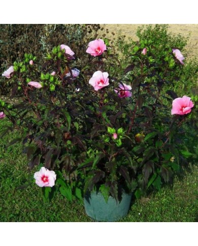 Hibiscus moscheutos Jolly Heart  (Globe Planter)