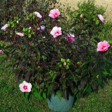 Hibiscus moscheutos Jolly Heart  (Globe Planter)