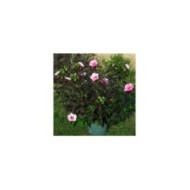 Hibiscus moscheutos Jolly Heart  (Globe Planter)