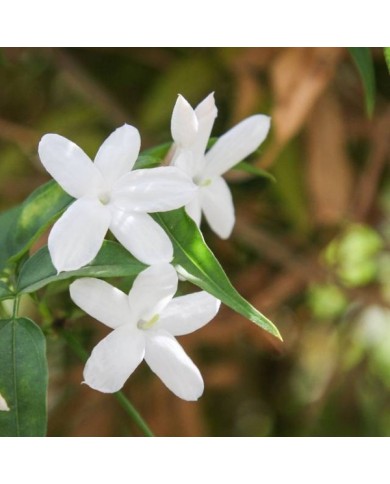 Jasmin blanc officinal
