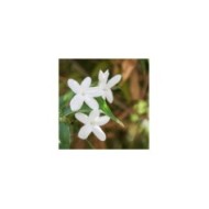 Jasmin blanc officinal