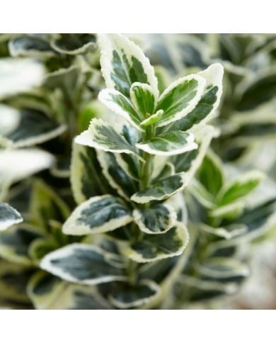 Euonymus japonicus 'White Spire' - feuillage (Globe Planter)