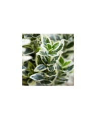 Euonymus japonicus 'White Spire' - feuillage (Globe Planter)