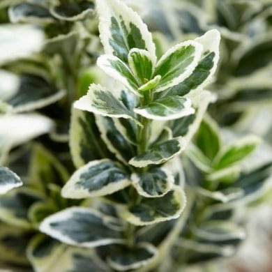 Euonymus japonicus 'White Spire' - feuillage (Globe Planter)