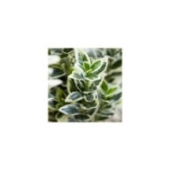 Euonymus japonicus 'White Spire' - feuillage (Globe Planter)