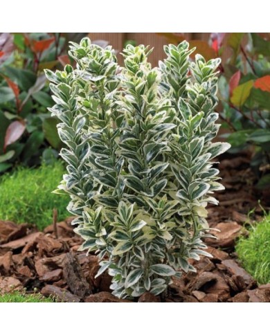 Euonymus japonicus 'White Spire'  - arbuste (Globe Planter)