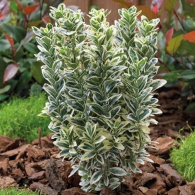 Euonymus japonicus 'White Spire'  - arbuste (Globe Planter)