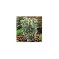 Euonymus japonicus 'White Spire'  - arbuste (Globe Planter)