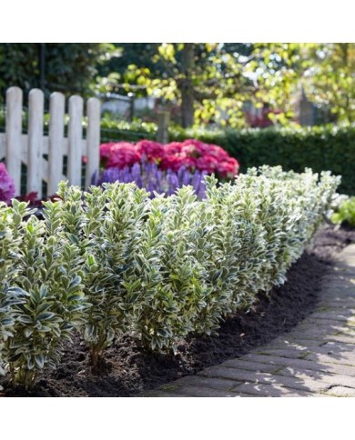 Euonymus japonicus 'White Spire'  - bordure (Globe Planter)