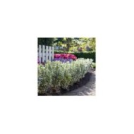Euonymus japonicus 'White Spire'  - bordure (Globe Planter)
