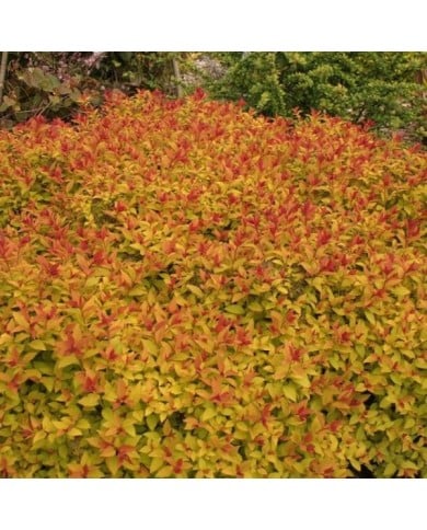 Spirée Magic Carpet (Globe Planter)