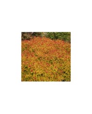 Spirée Magic Carpet (Globe Planter)