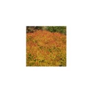 Spirée Magic Carpet (Globe Planter)