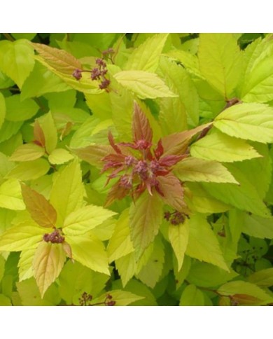 Spirée Magic Carpet (Globe Planter)