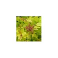 Spirée Magic Carpet (Globe Planter)