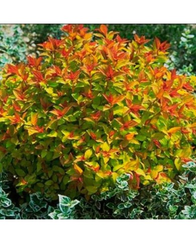 Spirée Magic Carpet (Globe Planter)