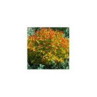 Spirée Magic Carpet (Globe Planter)