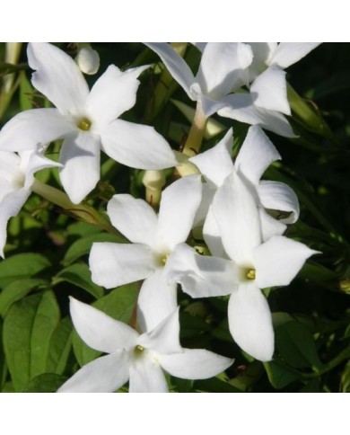 Jasmin blanc officinal