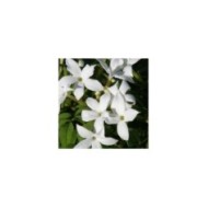 Jasmin blanc officinal