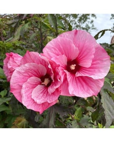 Hibiscus moscheutos Pink Candy (Globe Planter)