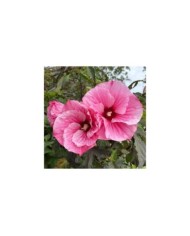 Hibiscus moscheutos Pink Candy (Globe Planter)