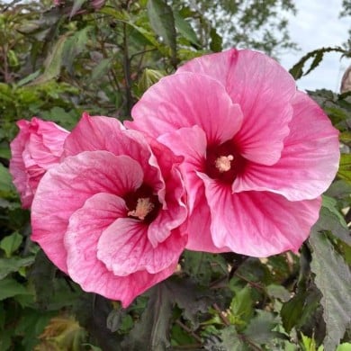Hibiscus moscheutos Pink Candy (Globe Planter)