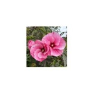 Hibiscus moscheutos Pink Candy (Globe Planter)