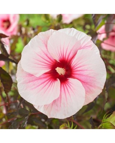 Hibiscus moscheutos Pink Candy (Globe Planter)