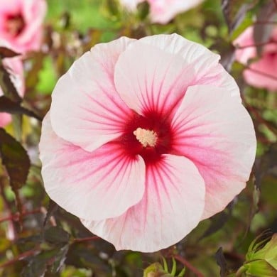 Hibiscus moscheutos Pink Candy (Globe Planter)