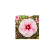 Hibiscus moscheutos Pink Candy (Globe Planter)