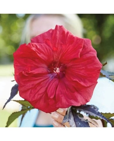 Hibiscus moscheutos Red Wine (Globe Planter)