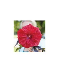 Hibiscus moscheutos Red Wine (Globe Planter)
