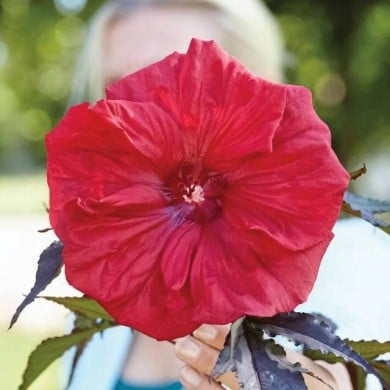 Hibiscus moscheutos Red Wine (Globe Planter)
