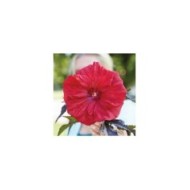 Hibiscus moscheutos Red Wine (Globe Planter)